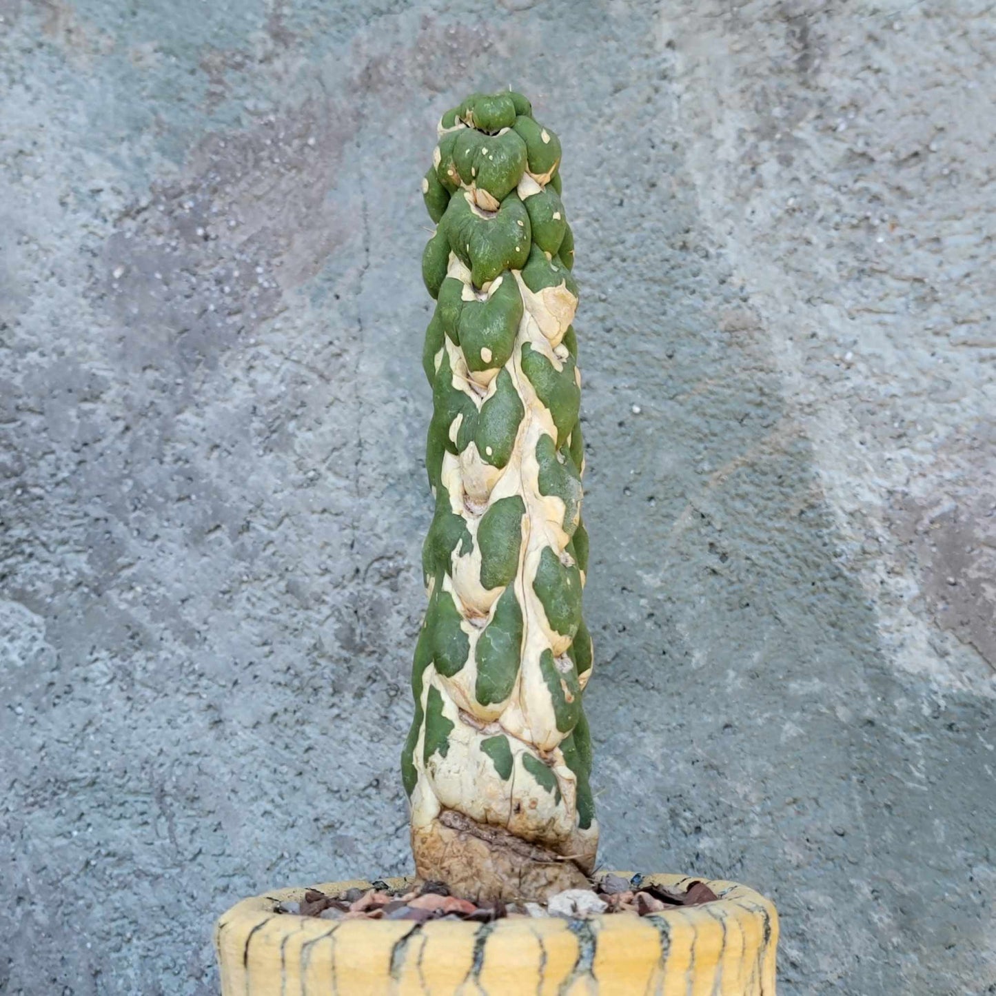 Eulychnia castanea cv. varispiralis - Unicorn Cactus