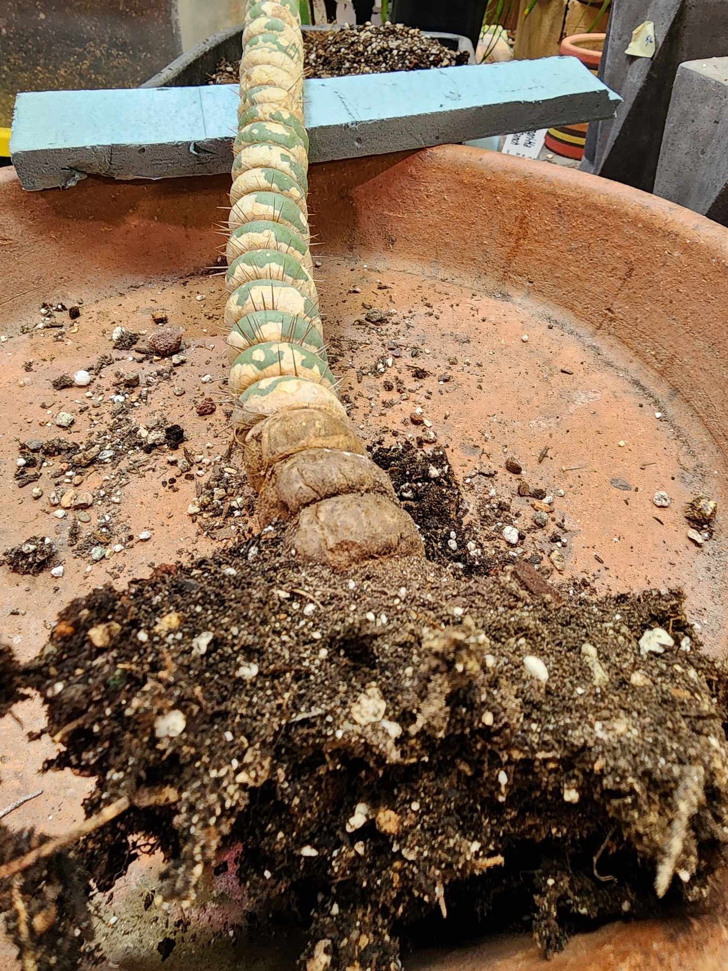 Eulychnia castanea spiralis - Unicorn Cactus - 20" Tall!