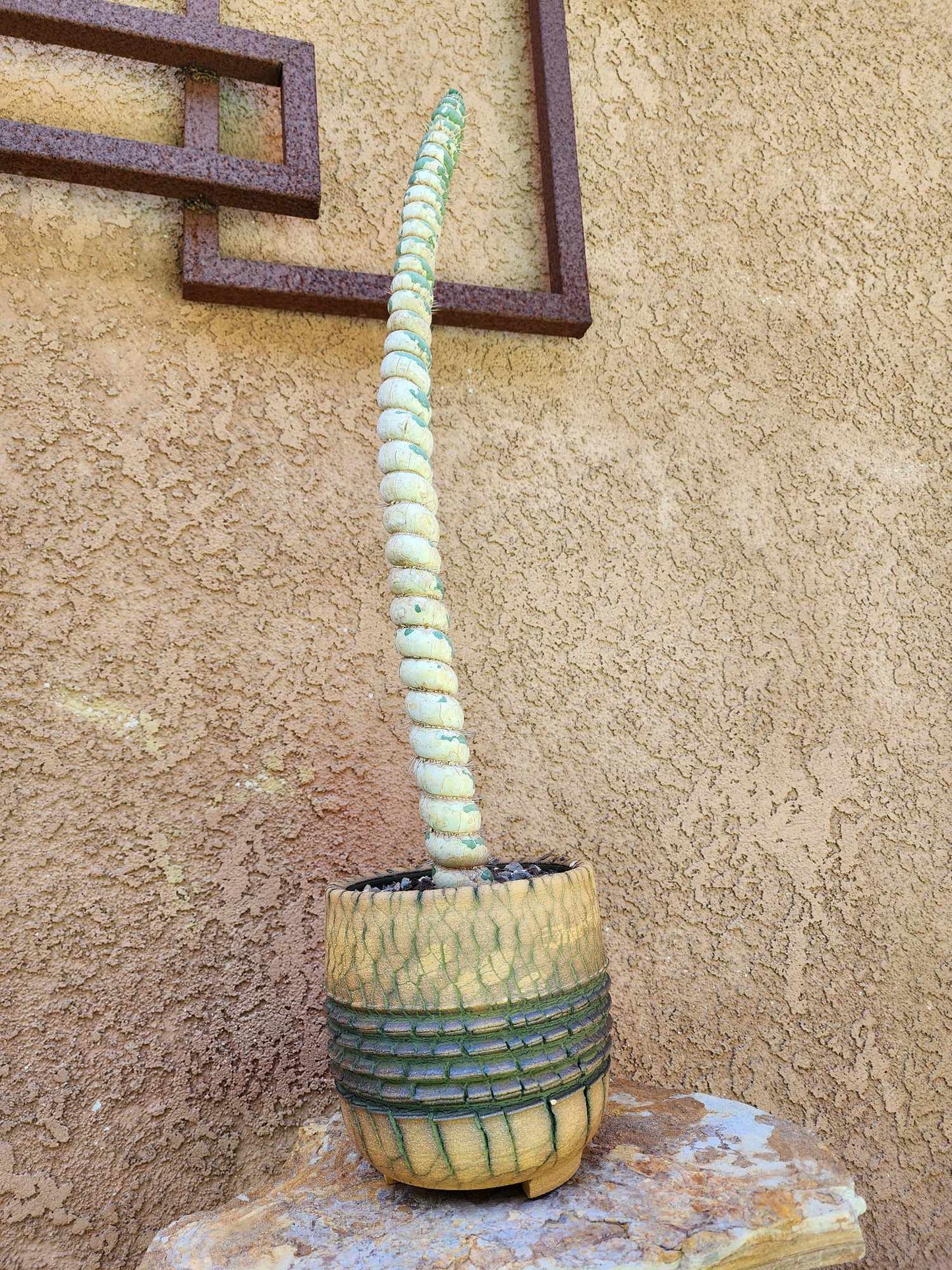 Eulychnia castanea spiralis - Unicorn Cactus - 20" Tall!