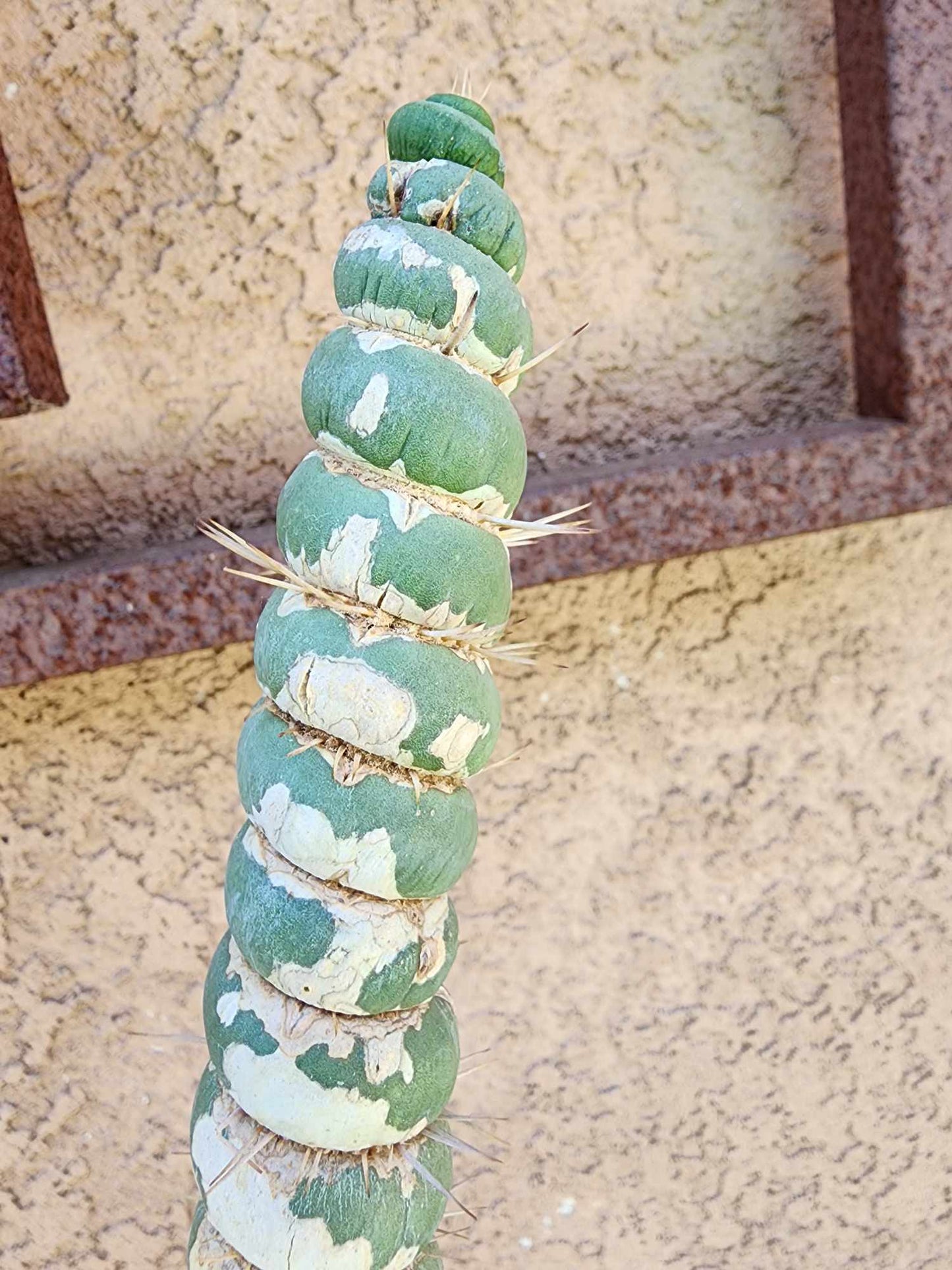 Eulychnia castanea spiralis - Unicorn Cactus - 20" Tall!