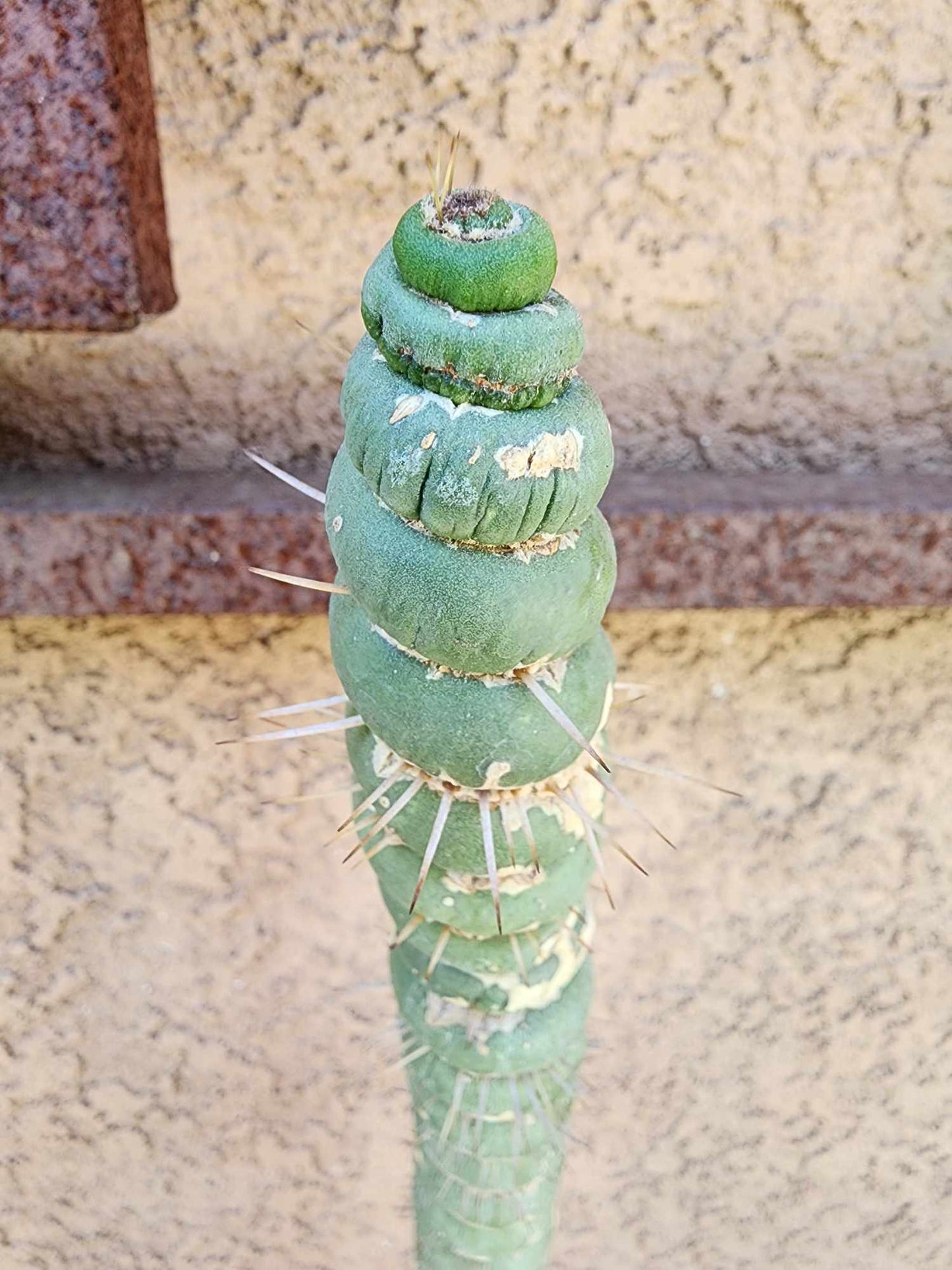 Eulychnia castanea spiralis - Unicorn Cactus - 20" Tall!