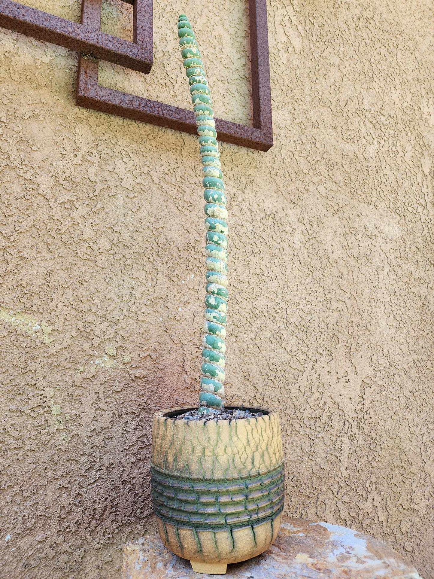 Eulychnia castanea spiralis - Unicorn Cactus - 20" Tall!