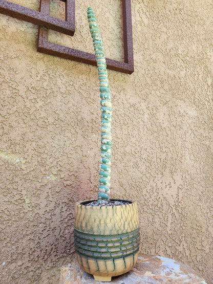 Eulychnia castanea spiralis - Unicorn Cactus - 20" Tall!