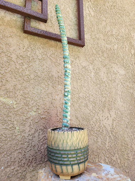 Eulychnia castanea spiralis - Unicorn Cactus - 20" Tall!