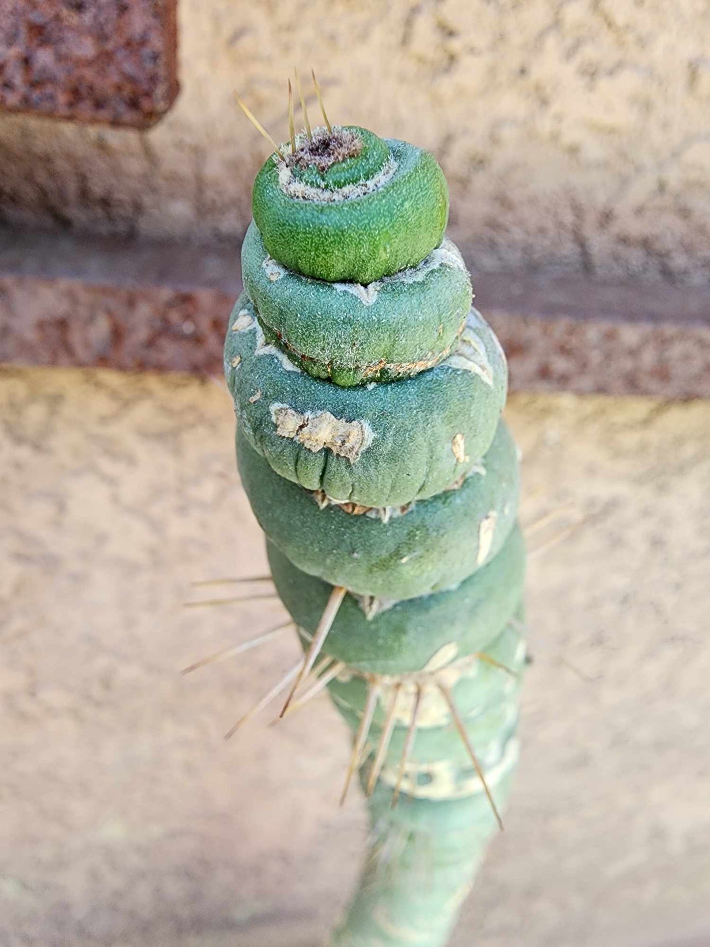 Eulychnia castanea spiralis - Unicorn Cactus - 20" Tall!