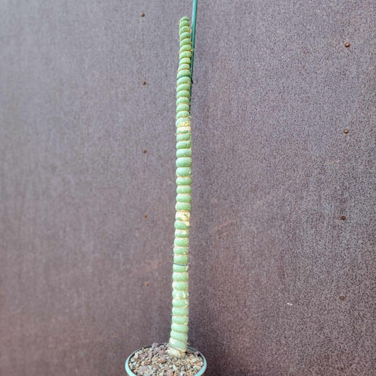 Eulychnia castanea spiralis - Unicorn Cactus