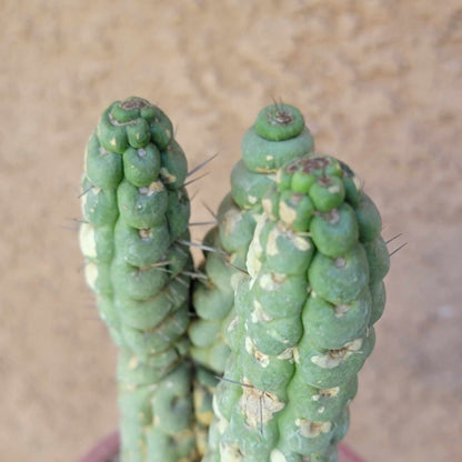 Eulychnia castanea spiralis  - Unicorn Cactus - Multiple Branches