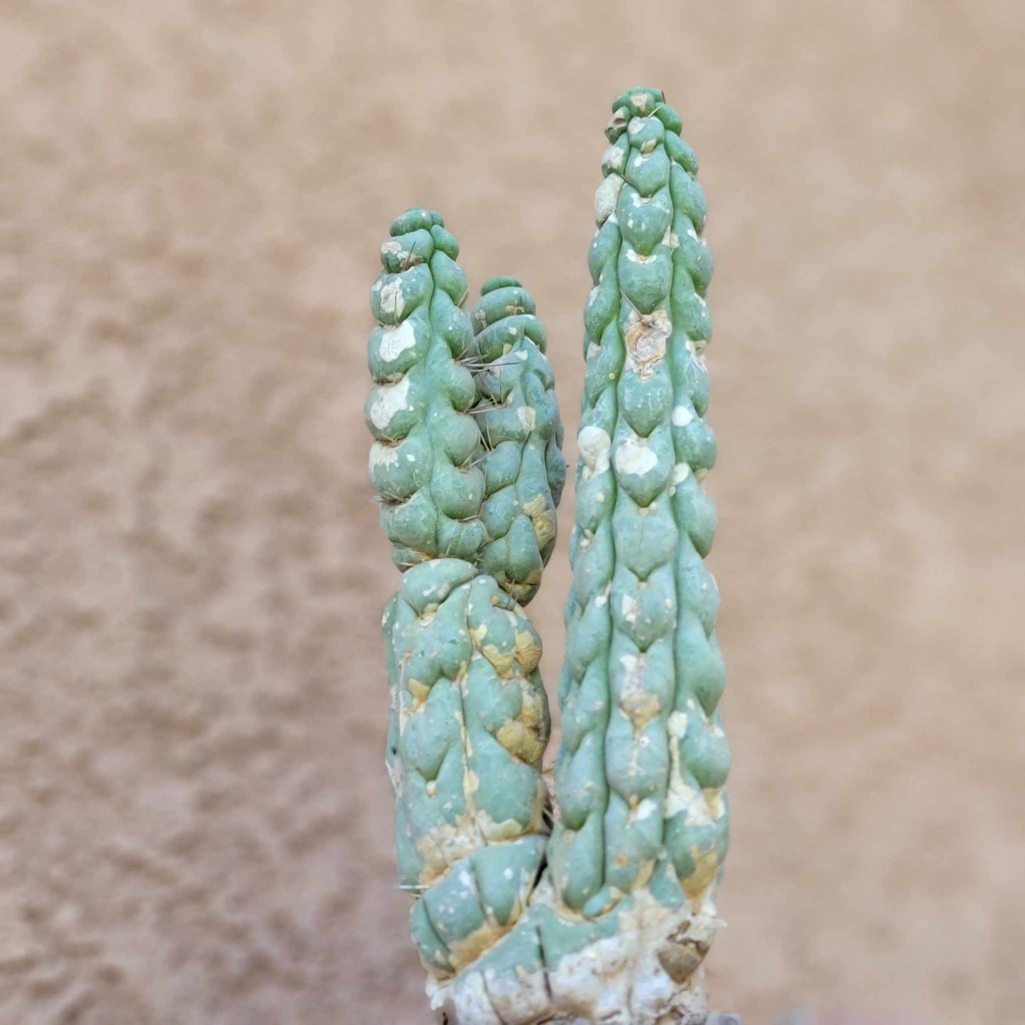 Eulychnia castanea spiralis  - Unicorn Cactus - Multiple Branches