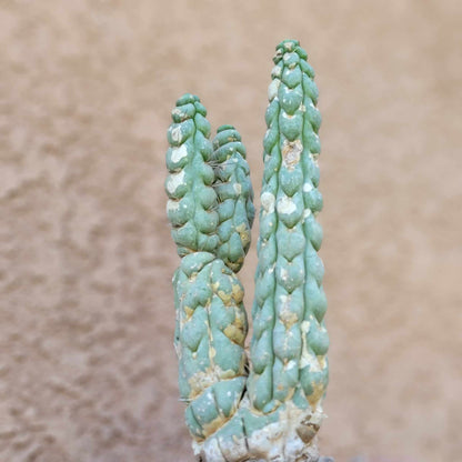 Eulychnia castanea spiralis  - Unicorn Cactus - Multiple Branches