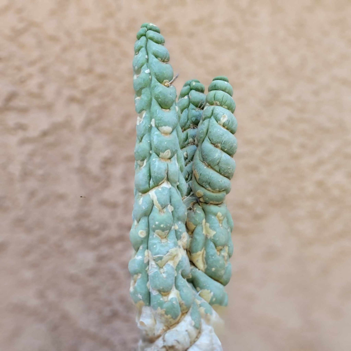 Eulychnia castanea spiralis  - Unicorn Cactus - Multiple Branches