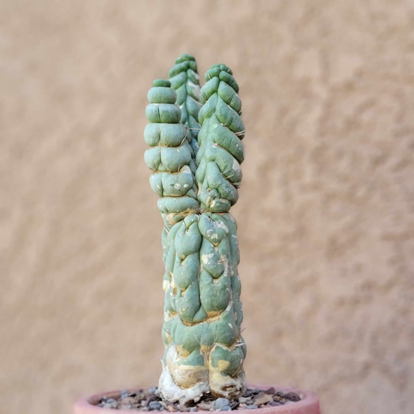 Eulychnia castanea spiralis  - Unicorn Cactus - Multiple Branches