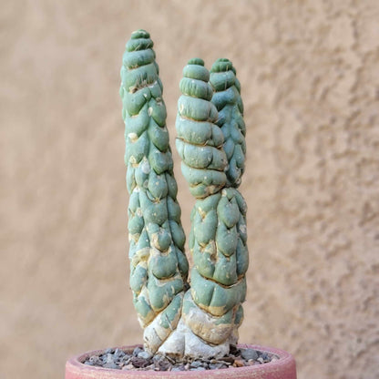 Eulychnia castanea spiralis  - Unicorn Cactus - Multiple Branches