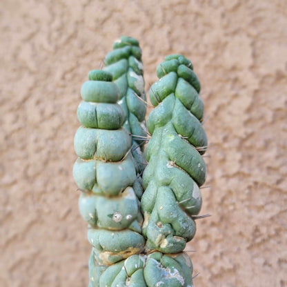 Eulychnia castanea spiralis  - Unicorn Cactus - Multiple Branches