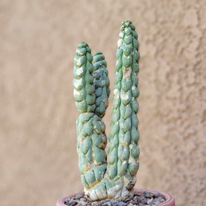 Eulychnia castanea spiralis  - Unicorn Cactus - Multiple Branches