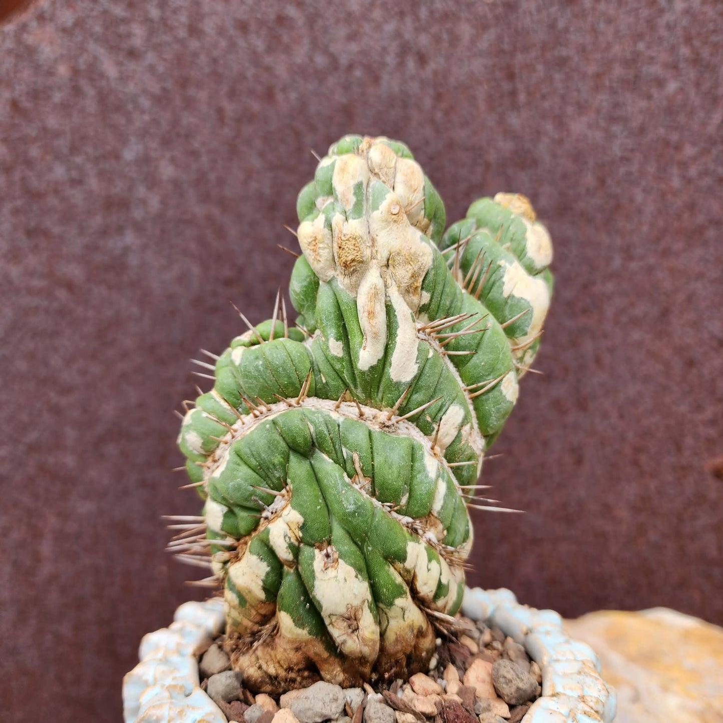 Eulychnia castanea spiralis cristata - Crested Unicorn Cactus