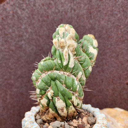 Eulychnia castanea spiralis cristata - Crested Unicorn Cactus