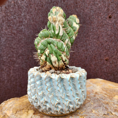 Eulychnia castanea spiralis cristata - Crested Unicorn Cactus