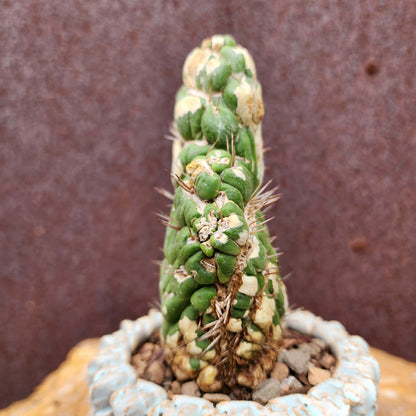Eulychnia castanea spiralis cristata - Crested Unicorn Cactus