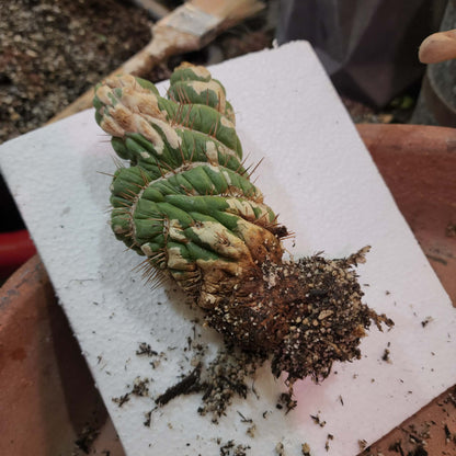 Eulychnia castanea spiralis cristata - Crested Unicorn Cactus