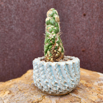 Eulychnia castanea spiralis cristata - Crested Unicorn Cactus