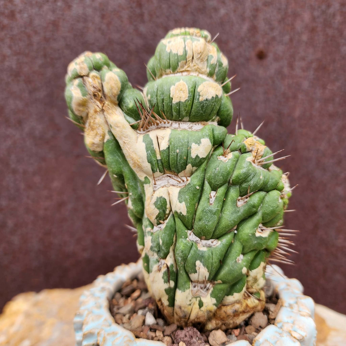 Eulychnia castanea spiralis cristata - Crested Unicorn Cactus