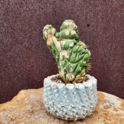 Eulychnia castanea spiralis cristata - Crested Unicorn Cactus