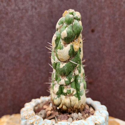 Eulychnia castanea spiralis cristata - Crested Unicorn Cactus