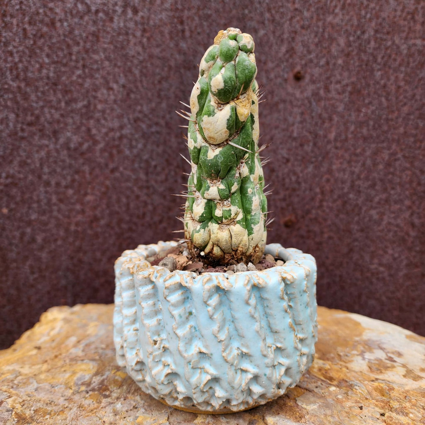 Eulychnia castanea spiralis cristata - Crested Unicorn Cactus