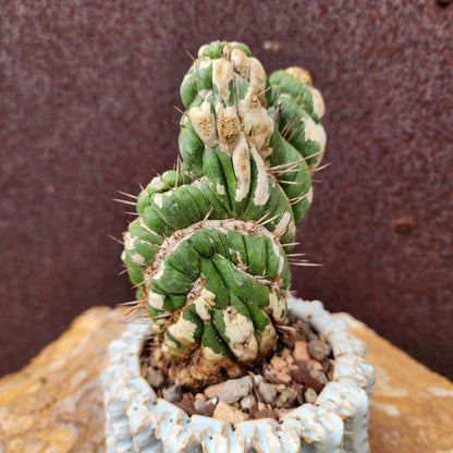 Eulychnia castanea spiralis cristata - Crested Unicorn Cactus