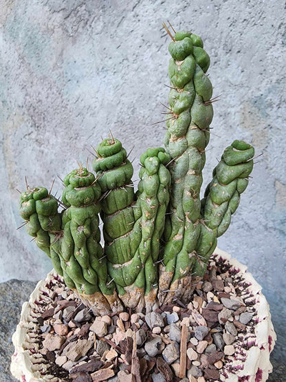 Eulychnia castanea spiralis cristata - Crested Unicorn Cactus