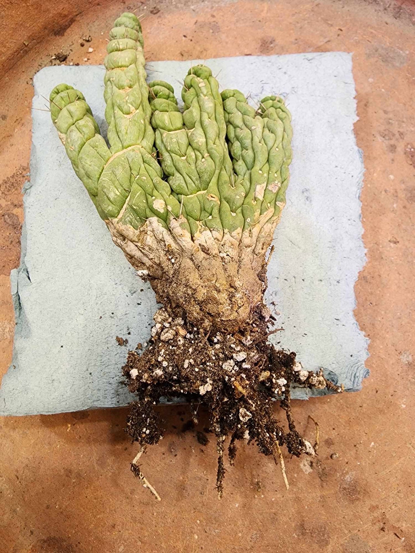 Eulychnia castanea spiralis cristata - Crested Unicorn Cactus