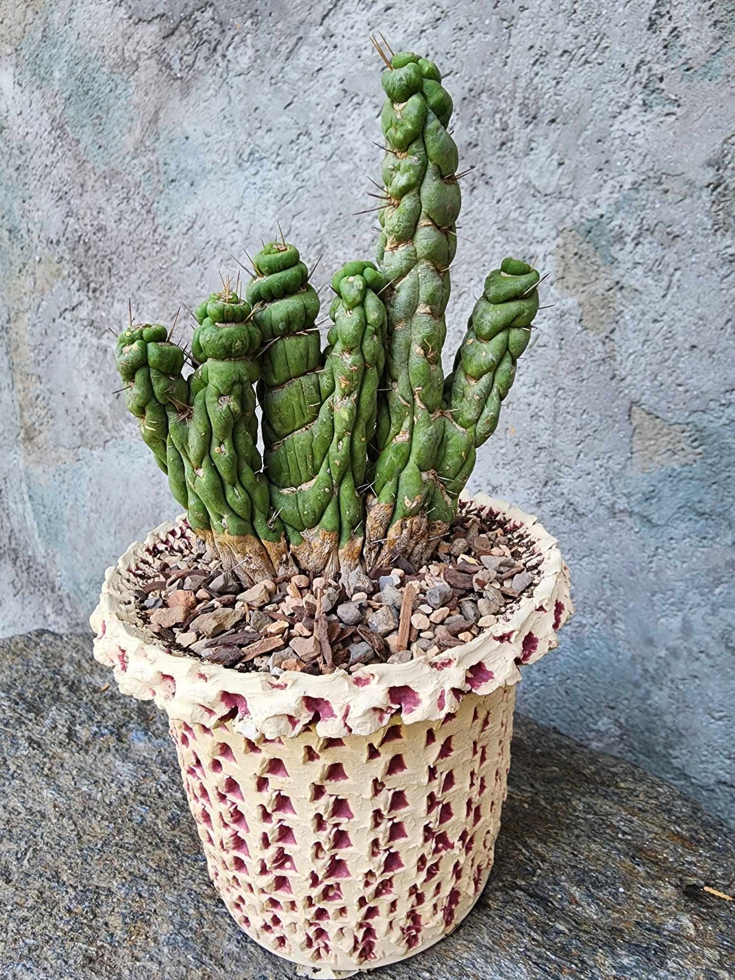 Eulychnia castanea spiralis cristata - Crested Unicorn Cactus