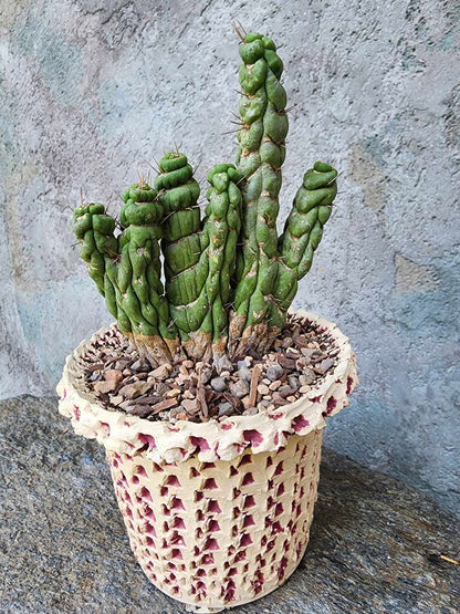 Eulychnia castanea spiralis cristata - Crested Unicorn Cactus