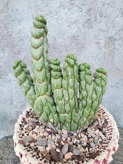 Eulychnia castanea spiralis cristata - Crested Unicorn Cactus