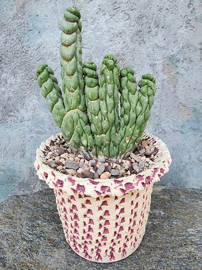 Eulychnia castanea spiralis cristata - Crested Unicorn Cactus