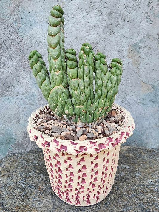 Eulychnia castanea spiralis cristata - Crested Unicorn Cactus