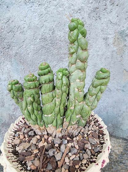 Eulychnia castanea spiralis cristata - Crested Unicorn Cactus