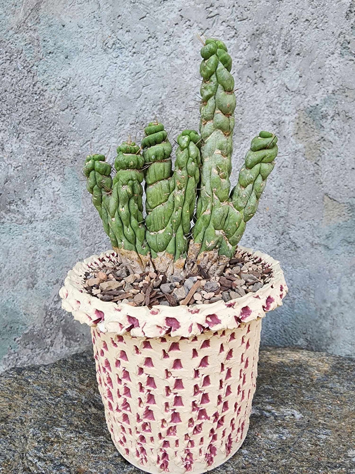 Eulychnia castanea spiralis cristata - Crested Unicorn Cactus