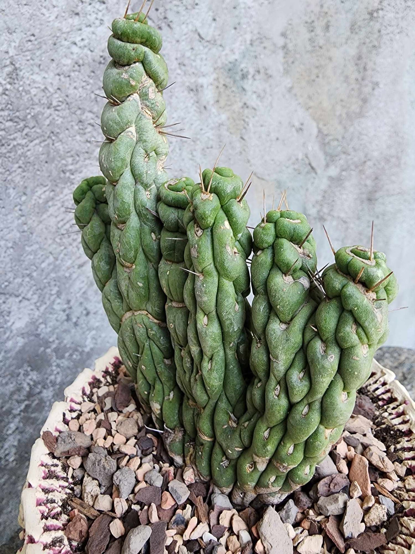 Eulychnia castanea spiralis cristata - Crested Unicorn Cactus