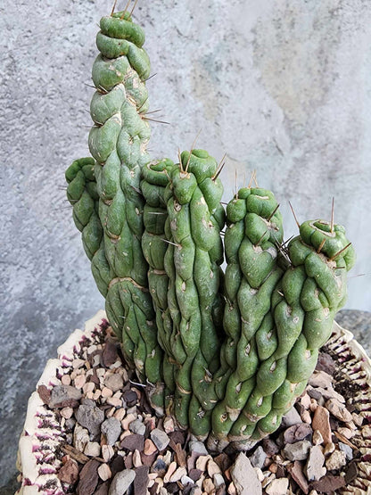 Eulychnia castanea spiralis cristata - Crested Unicorn Cactus