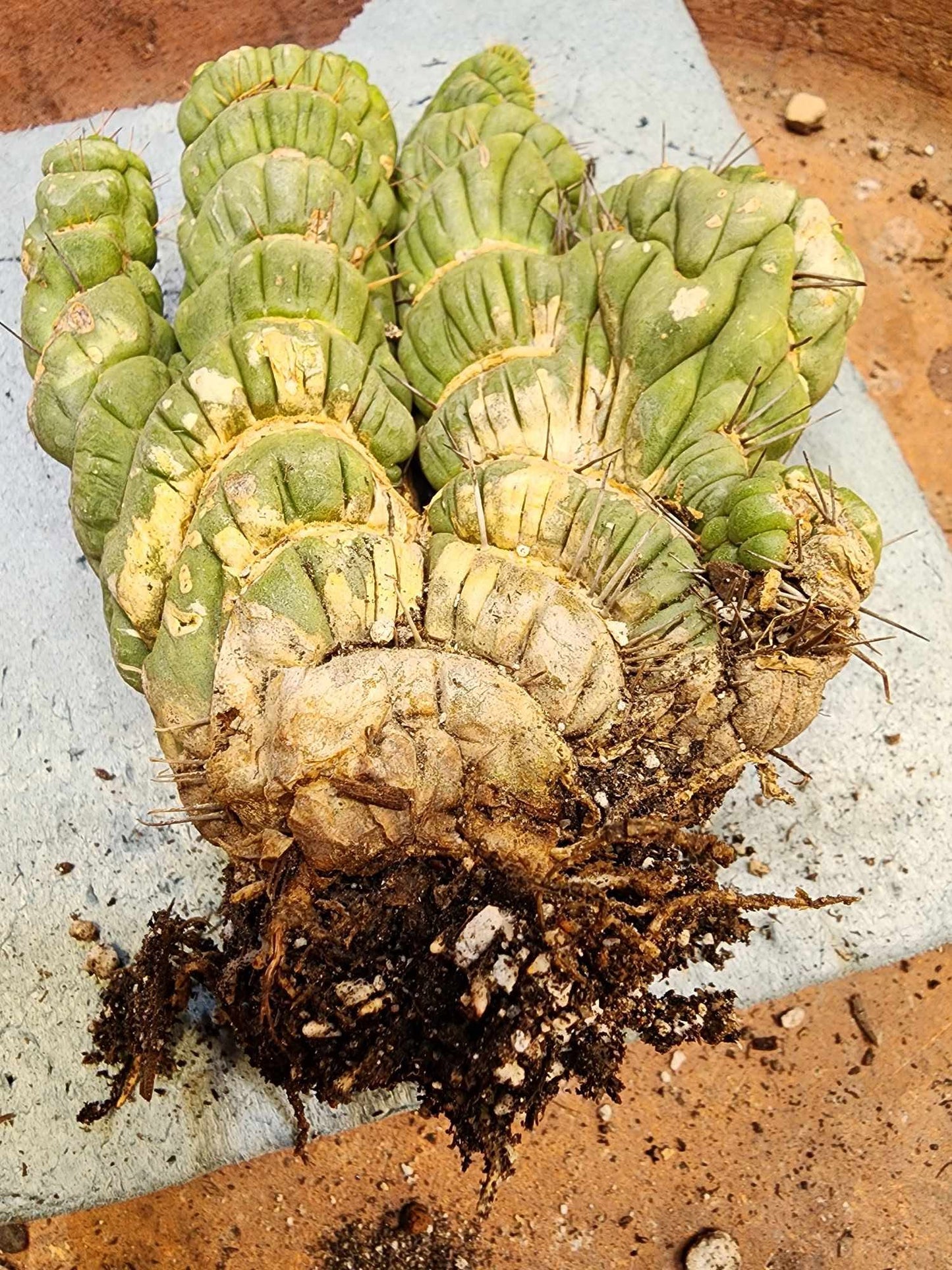 Eulychnia castanea spiralis cristata - Crested Unicorn Cactus