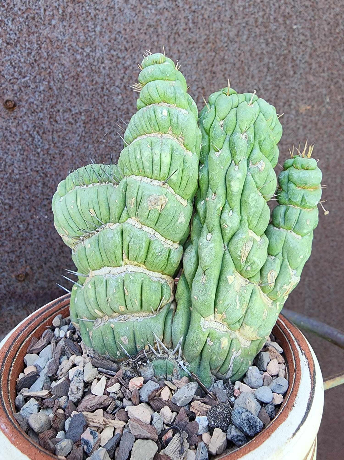 Eulychnia castanea spiralis cristata - Crested Unicorn Cactus