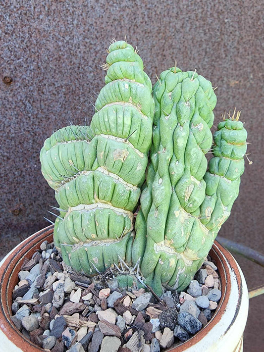 Eulychnia castanea spiralis cristata - Crested Unicorn Cactus