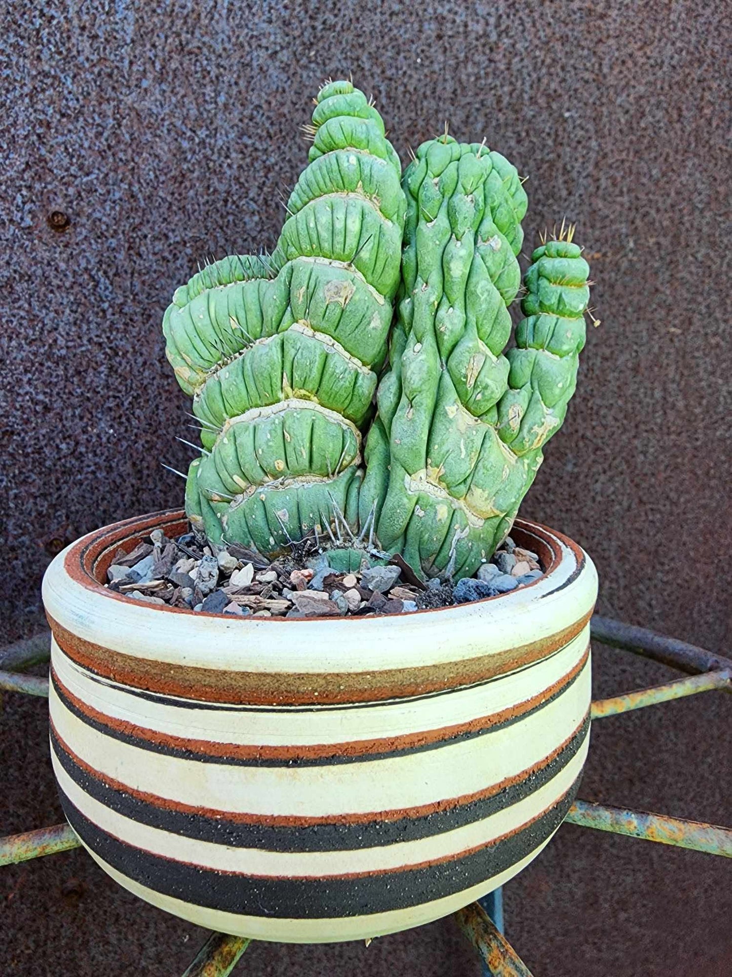 Eulychnia castanea spiralis cristata - Crested Unicorn Cactus
