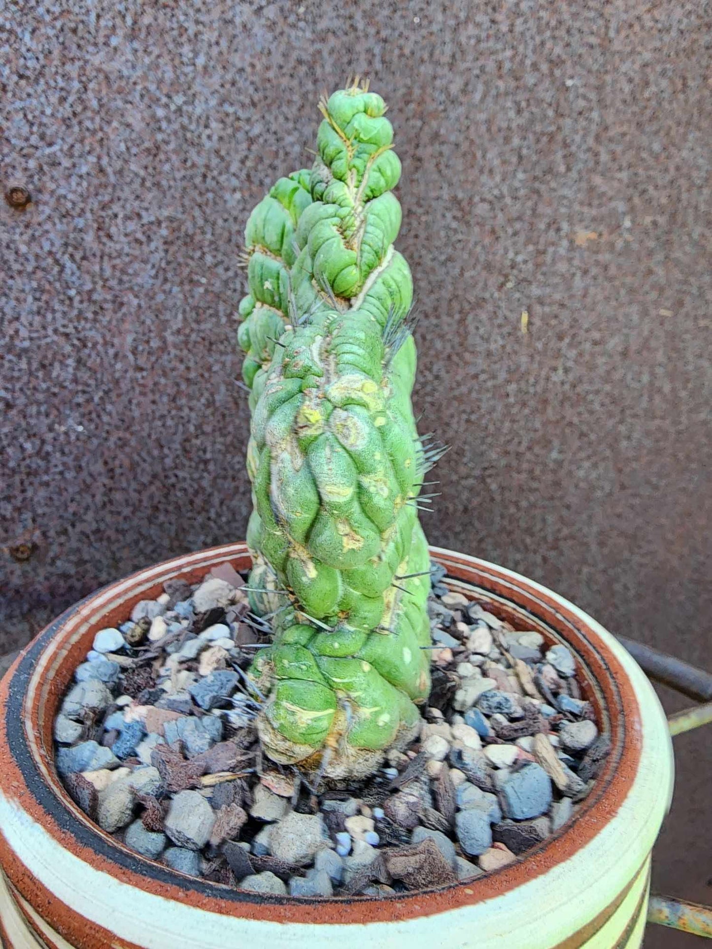 Eulychnia castanea spiralis cristata - Crested Unicorn Cactus