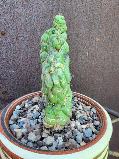Eulychnia castanea spiralis cristata - Crested Unicorn Cactus