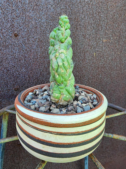 Eulychnia castanea spiralis cristata - Crested Unicorn Cactus