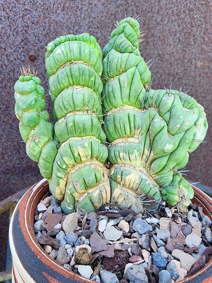 Eulychnia castanea spiralis cristata - Crested Unicorn Cactus