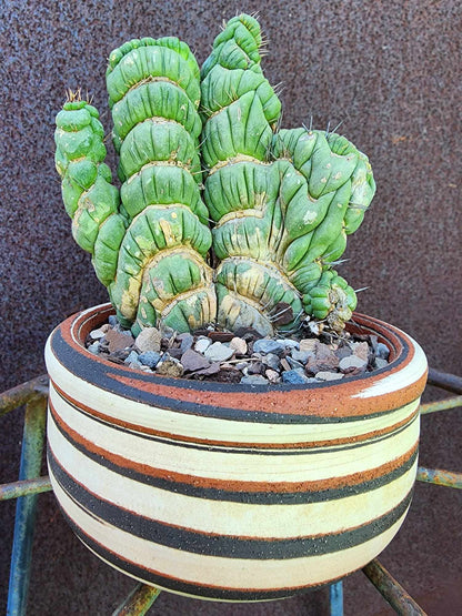 Eulychnia castanea spiralis cristata - Crested Unicorn Cactus