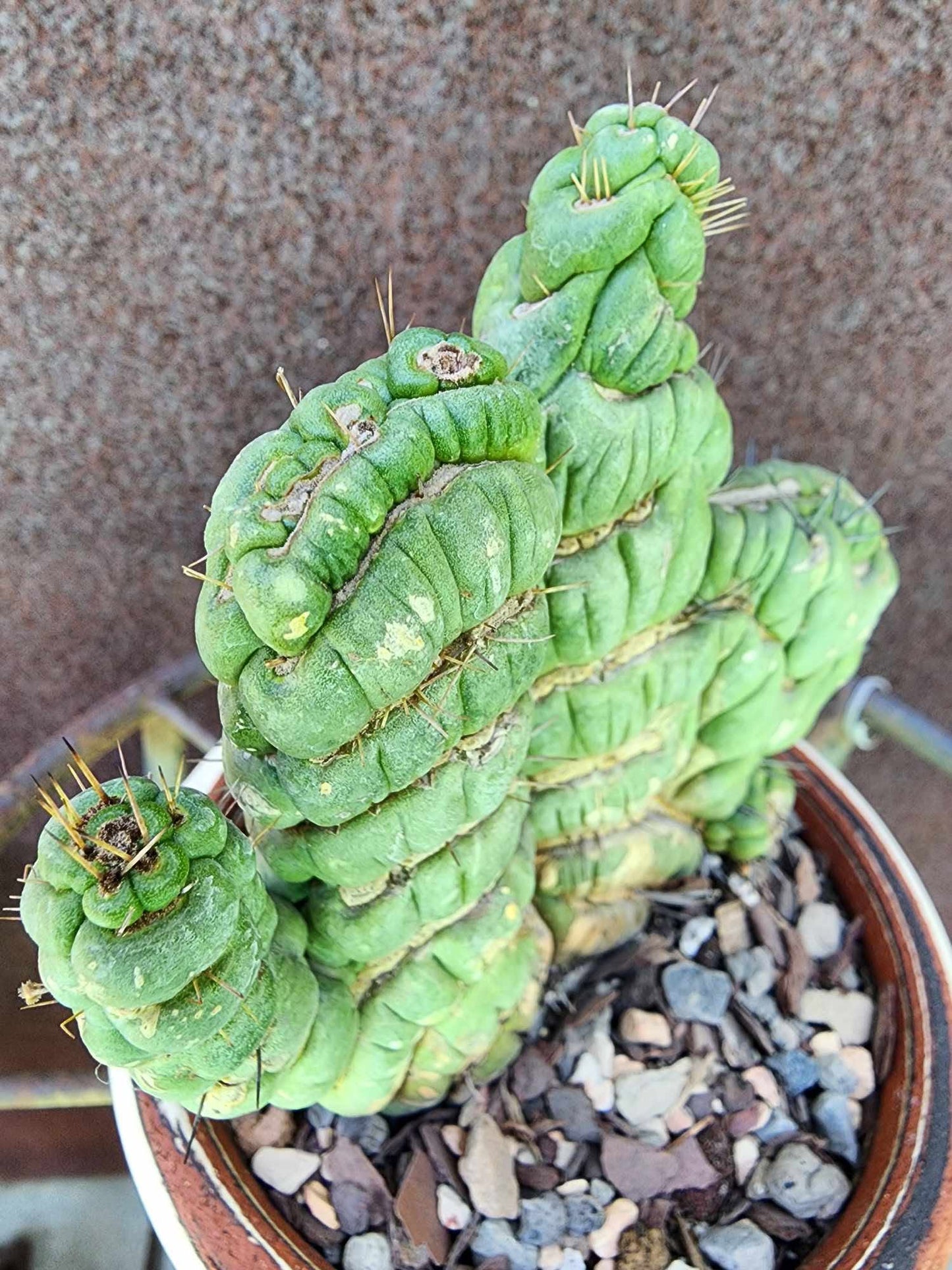 Eulychnia castanea spiralis cristata - Crested Unicorn Cactus